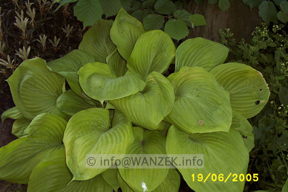 Hosta Hybride Sum and Substance 08.JPG
